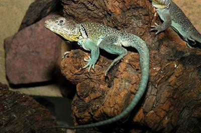 Legwan obrożny, Crotaphytus collaris, Common collared lizard, Oklahoma collared lizard