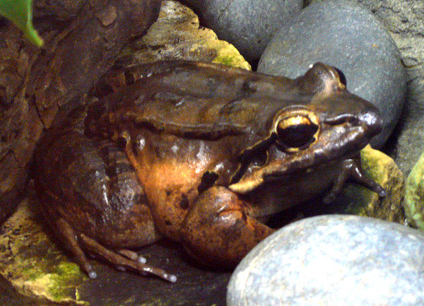 Leptodactylus fallax, autor: TimVickers/Wikipedia CC