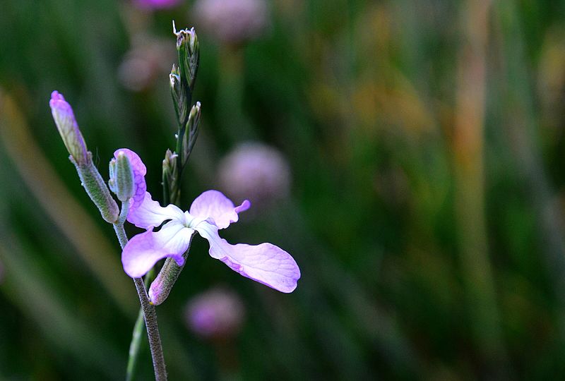 Kwiat maciejki. 1bumer [CC BY-SA 4.0], via Wikimedia Commons1bumer [CC BY-SA 4.0], via Wikimedia Commons