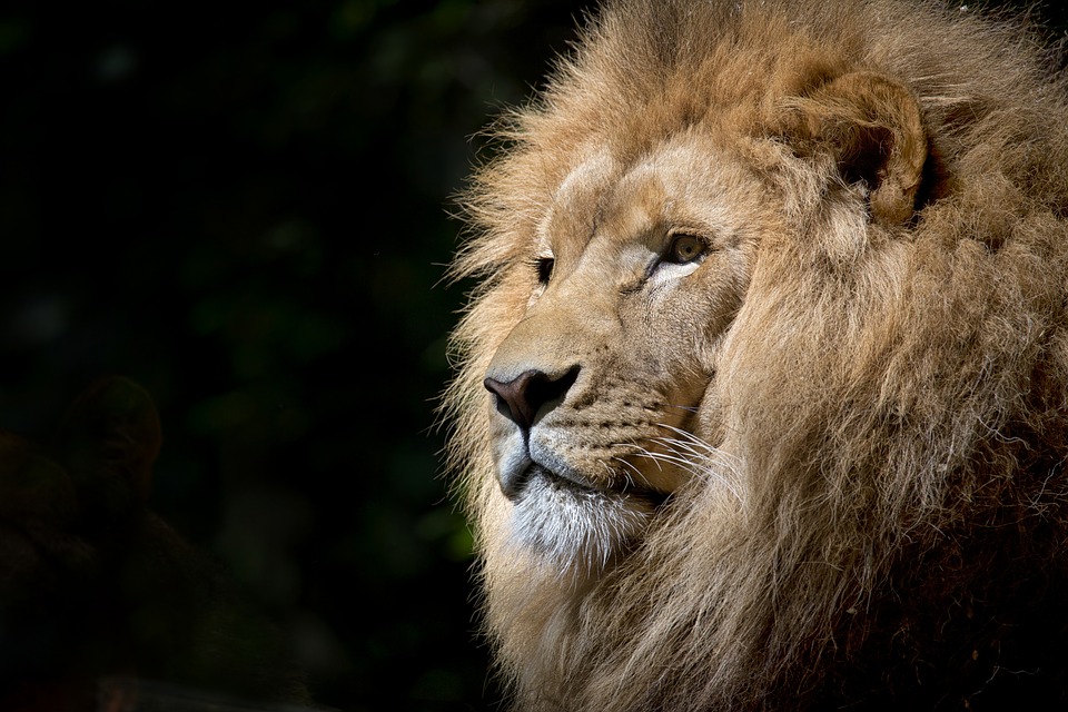 Celem funduszu o nazwie Lion’s Share jest zgromadzenie 100 mln dolarów rocznie przez okres trzech lat. Fot. pixabay.com
