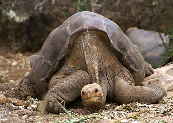 Samotny George fot. putneymark/ wikipedia CC