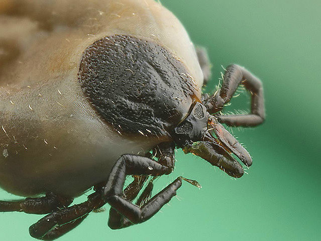 Kleszcz (disambiguation), autor: Richard Bartz, Munich Makro Freak/ Wikipedia CC