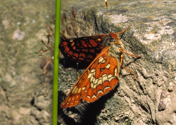 Euphydryas maturna, Wikipepdia CC