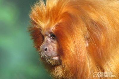 Marmozeta lwia, Leontopithecus rosalia, Golden Lion Tamarin