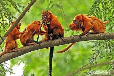 Marmozeta lwia, Leontopithecus rosalia, Golden Lion Tamarin
