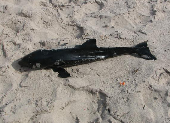 Martwy morświn został znaleziony na plaży w Dąbkach © WWF Polska/ Zbigniew Stebliński