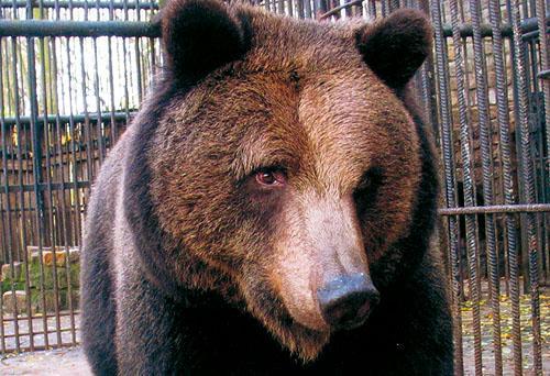 Niedźwiedź w Mini Zoo w Lesznie. Fot. Miejski Zakład Zieleni Leszno