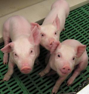 Fot. animalpicturesarchive.com