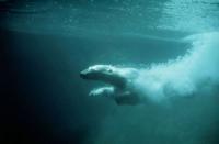 Fot: WWF / Terry Domico