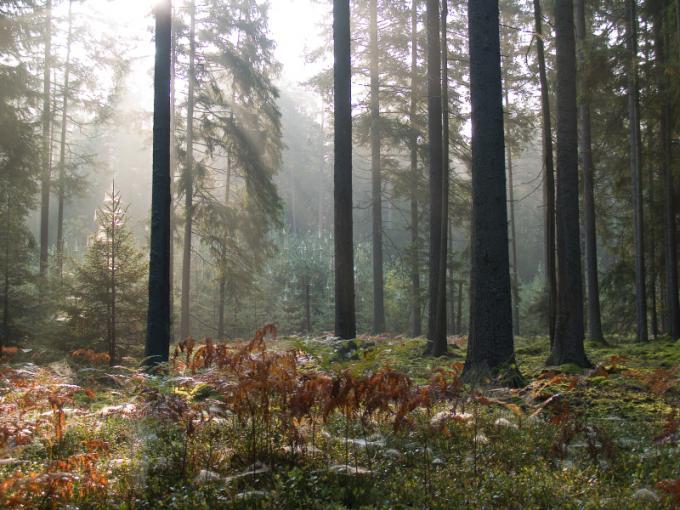 Puszcza Białowieska. Fot. sxc.hu