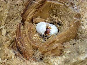 Larwa Pachnicy dębowej w ściętym jesionie. Fot. Adam Bohdan, Pracownia.org.pl