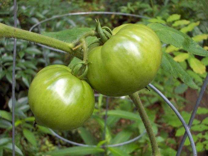 Przykładem rośliny o mniejszej skłonności do gromadzenia metali ciężkich jest pomidor. Fot. sxc.hu
