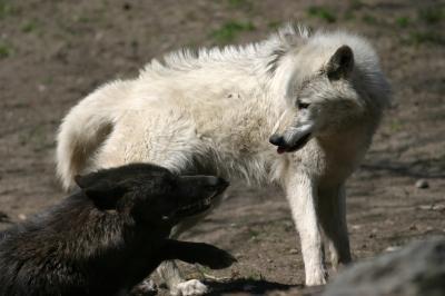 Wilki o czarnym umaszczeniu dominują w lasach Ameryki Północnej, podczas gdy białe wilki są bardziej liczne w bezdrzewnej tundrze. Fot. University of Calgary