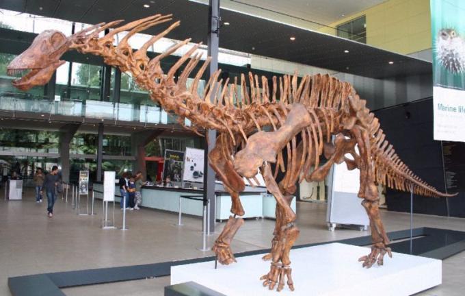 Fot.: Szkielet amargazaura - dinozaura z grupy zauropodów