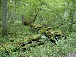 Fot.: Białowieski Park Narodowy