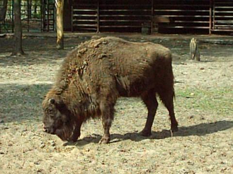 Fot.: Wikipedia, GNU