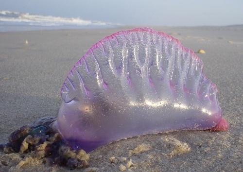 Aretuza ma charakterystyczny pęcherz unoszący się na powierzchni wody oraz silne parzydełka, które mogą być groźne dla człowieka. Fot. cc