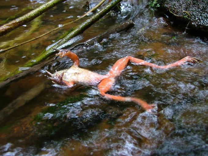 Fot.: Żaba zabita przez Chytridiomycosis (Wikipedia, CC)