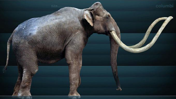 Fot.: Tak mógł wyglądać mamut kolumbijski (Wikipedia, GNU)
