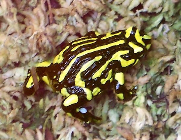 Fot.: Żaba z gatunku Pseudophryne corroboree (Wikipedia, GNU)