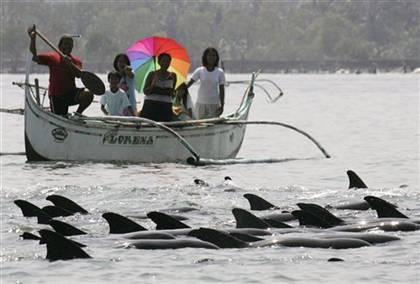 Fot.: ratowanie delfinów (Bullit Marquez / AP)