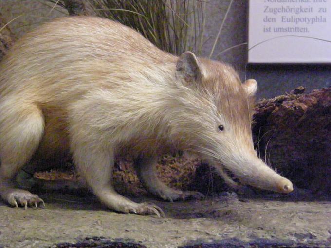 Fot.: Hispaniolan solenodon (Wikipedia, CC)