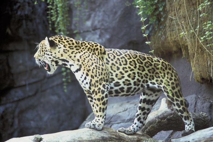 Fot.: jaguar (US GOV)