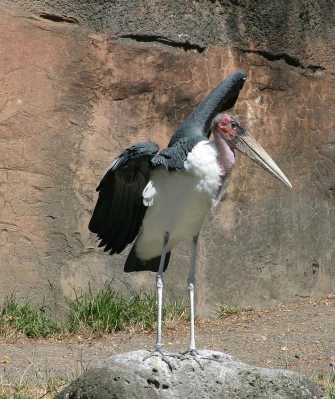 Fot.: marabut (Wikipedia, GNU)