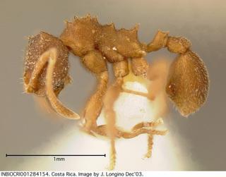 Fot.: Mrówka z gatunku Mycocepurus smithii (Evergreen State College, Jack Longino)