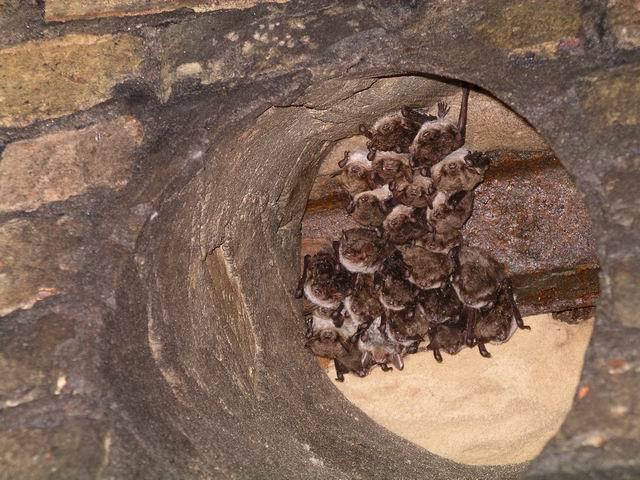 Fot.: Nocek łydkowłosy (Wikipedia, GNU)