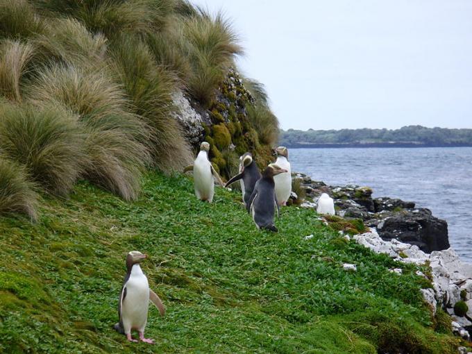 Fot.: pingwiny żołtookie (Wikipedia, CC)