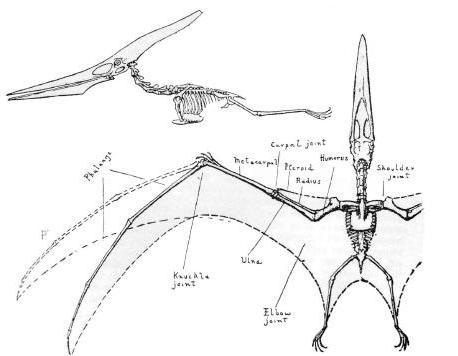 Fot.: Pteronodon - jeden z pterozaurów (US GOV)
