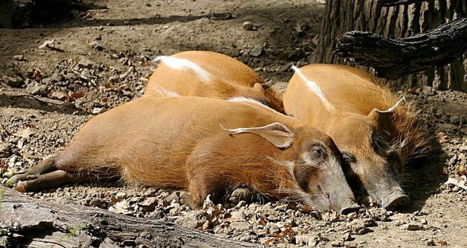Fot.: świnia rzeczna (Wikipedia, GNU)