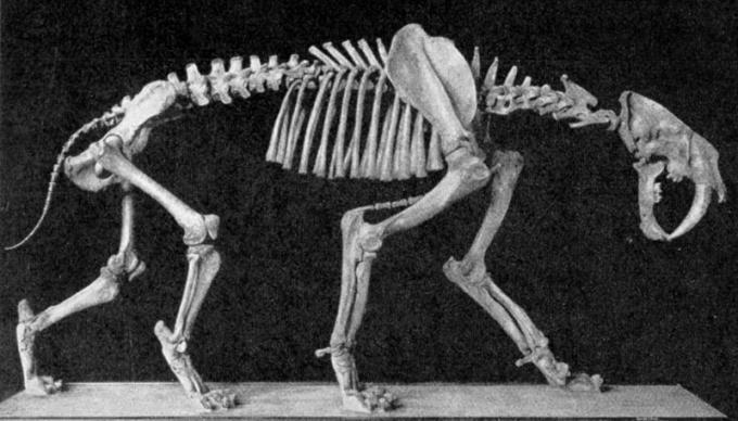 Fot.: szkielet tygrysa szablozębnego