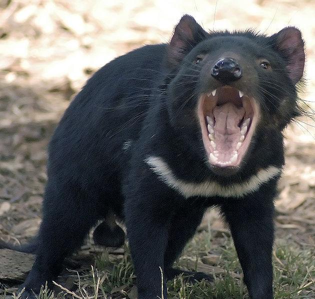 Fot.: diabeł tasmański (Wikipedia, CC)