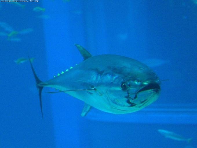 Tuńczyk błękitnopłetwy. Fot. cc