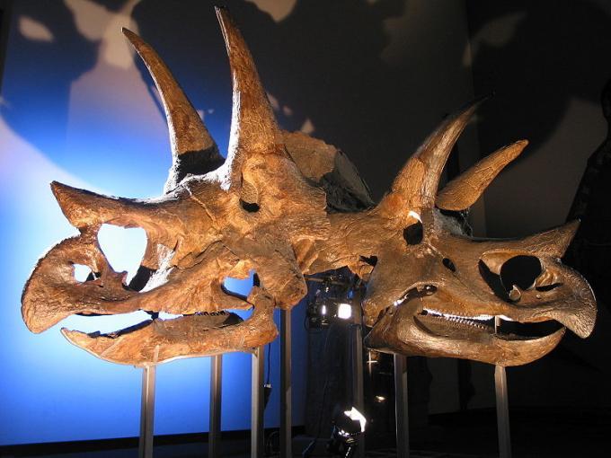 Fot.: czaszki triceratopsów (Wikipedia, GNU)