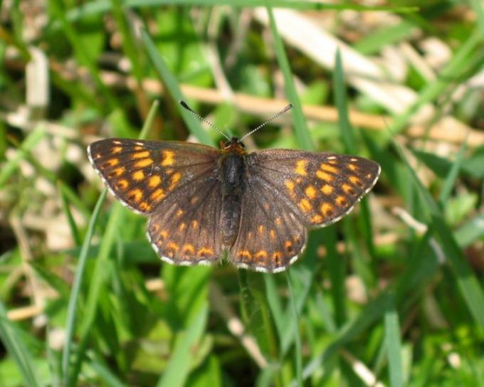 Fot.: Wielena plamowstęg  (Wikipedia, CC)