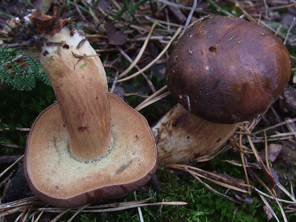 Podgrzybek brunatny