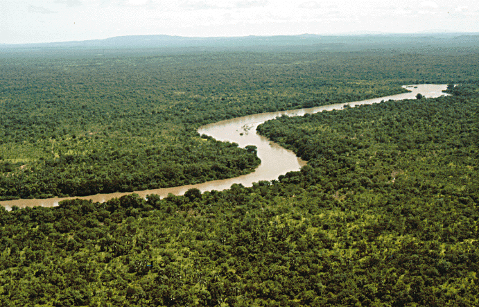 Las Deszczowy w Parku Narodowym Niokoloba (Gambia)