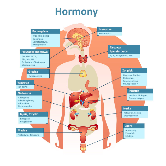 Hormony zwierzęce. Źródło: shutterstock