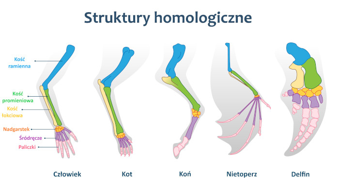 Kończyny przednie (górne) kręgowców są strukturami homologicznymi wykazującymi jednolity plan budowy wynikający z ich wspólnej przeszłości ewolucyjnej. Źródło: shutterstock