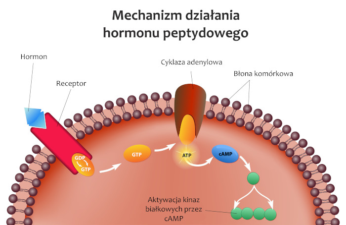Schemat wiązania się hormonu peptydowego z receptorem komórki docelowej. Źródło: shutterstock Schemat wiązania się hormonu peptydowego z receptorem komórki docelowej. Źródło: shutterstock