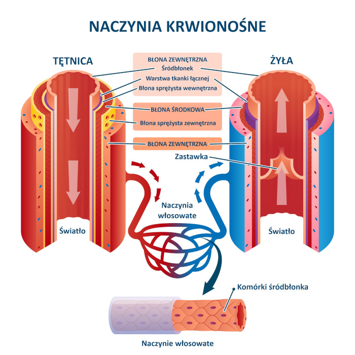Struktura naczyń krwionośnych, źródło: shutterstock