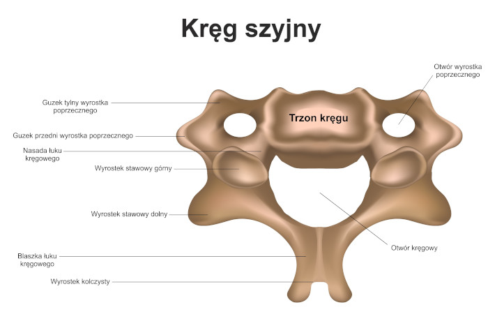 Budowa kręgu szyjnego. Źródło: shutterstock