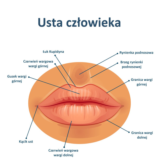 Budowa ust człowieka. Źródło: VectorMine/Shutterstock