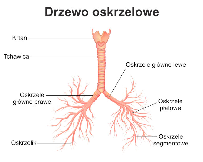 Drzewo oskrzelowe. Źródło: shutterstock