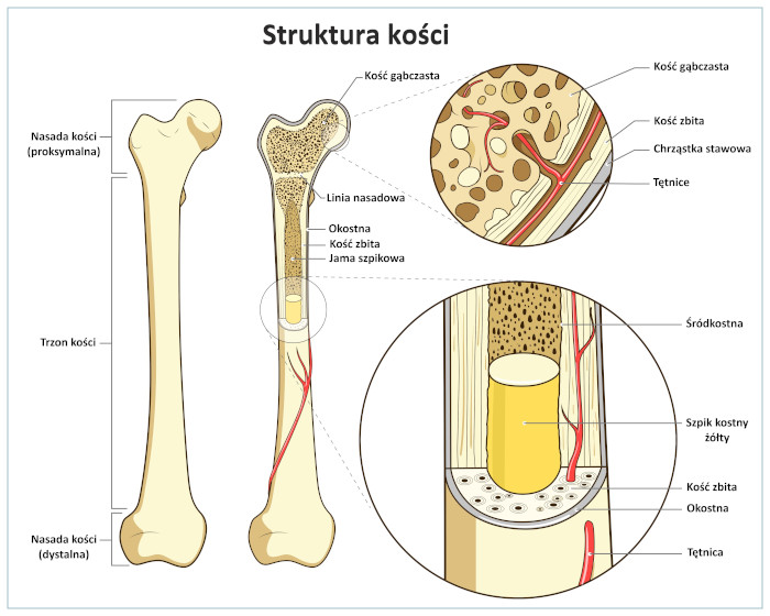 Struktura kości na przykładzie kości długiej. Źródło: shutterstock
