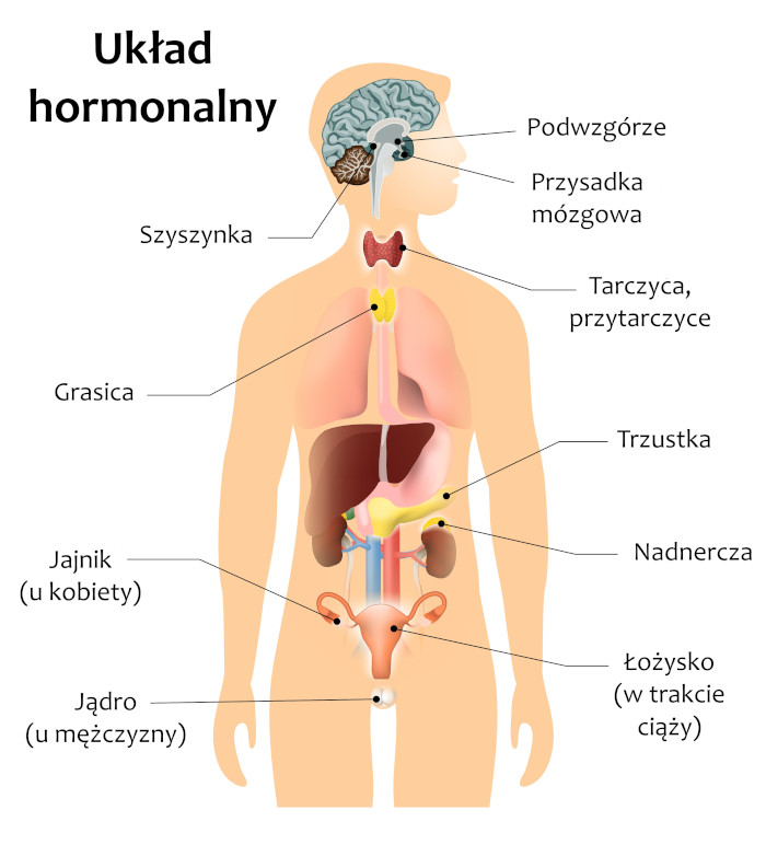 Układ hormonalny człowieka, fot. shutterstock Układ hormonalny człowieka, fot. shutterstock