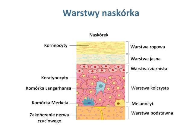Nask rek Opis Co To Definicja Poj cia